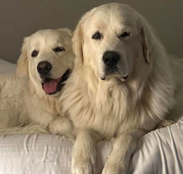 Photo of Magnus (bonded with Maggie)