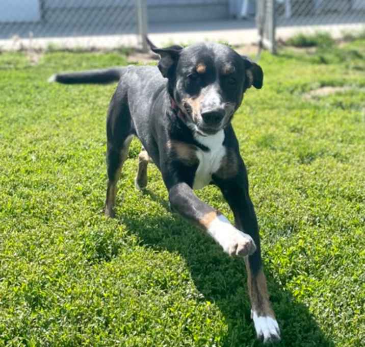 Photo of Chase