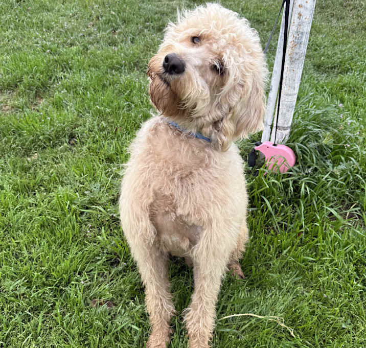 Photo of Maverick