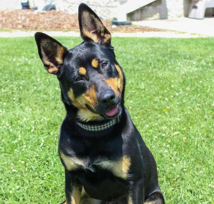 Photo of Roxy