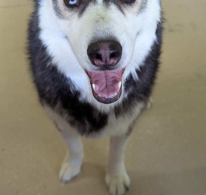 Photo of Denali