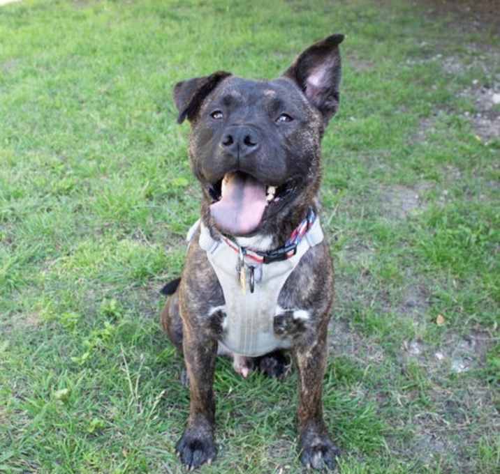 Photo of Bruin