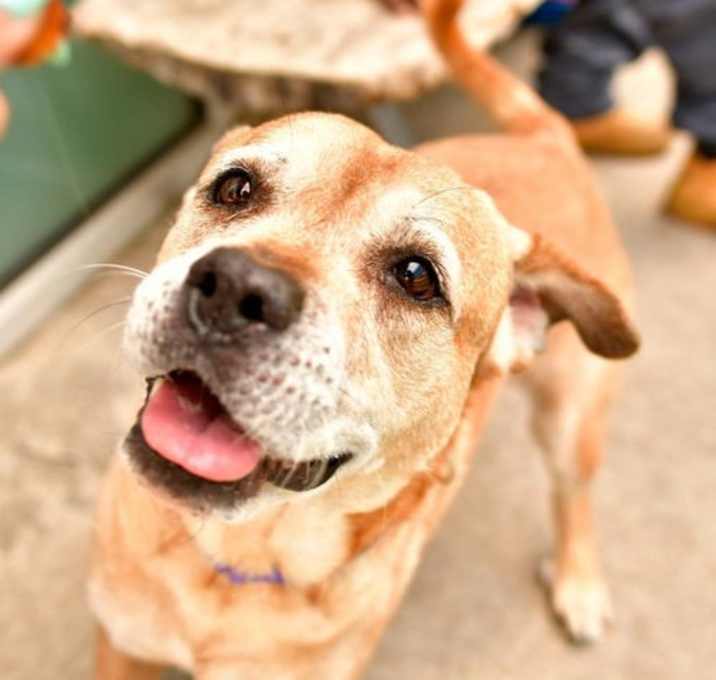 Photo of Cotton