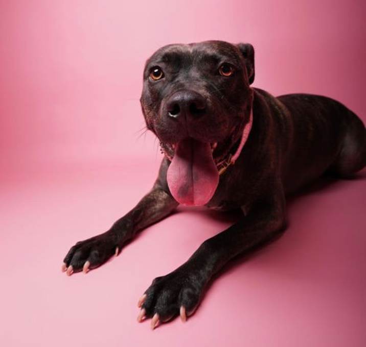 Photo of Cocoa III