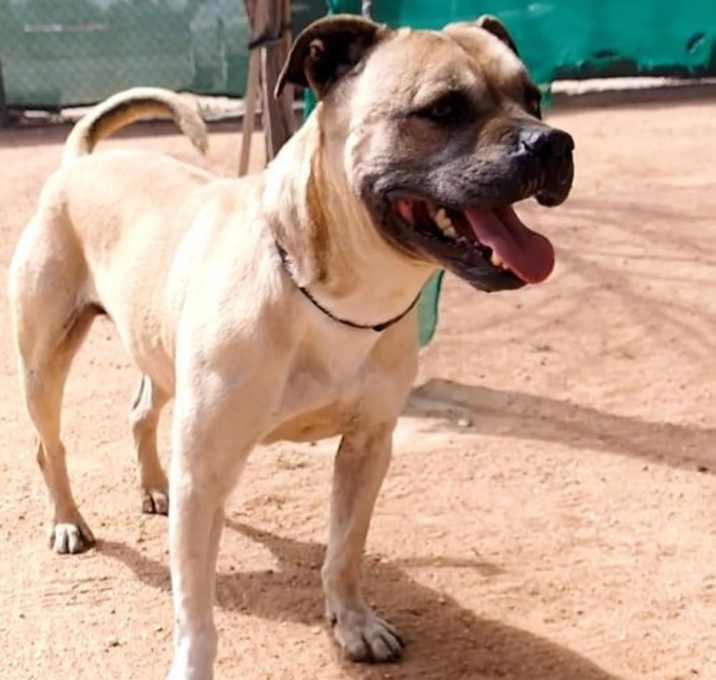 Photo of Diesel -