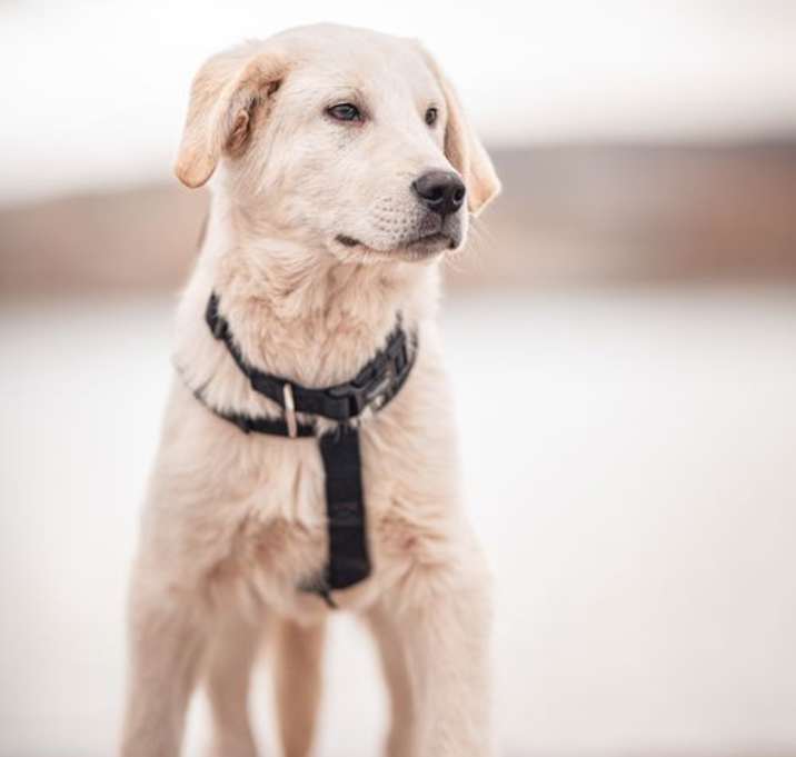 Photo of Tank