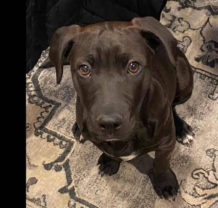 Photo of Toby