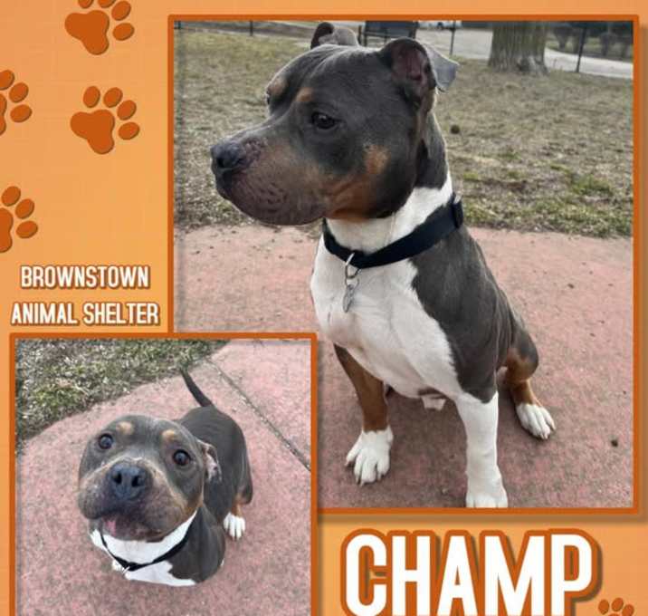 Photo of CHAMP