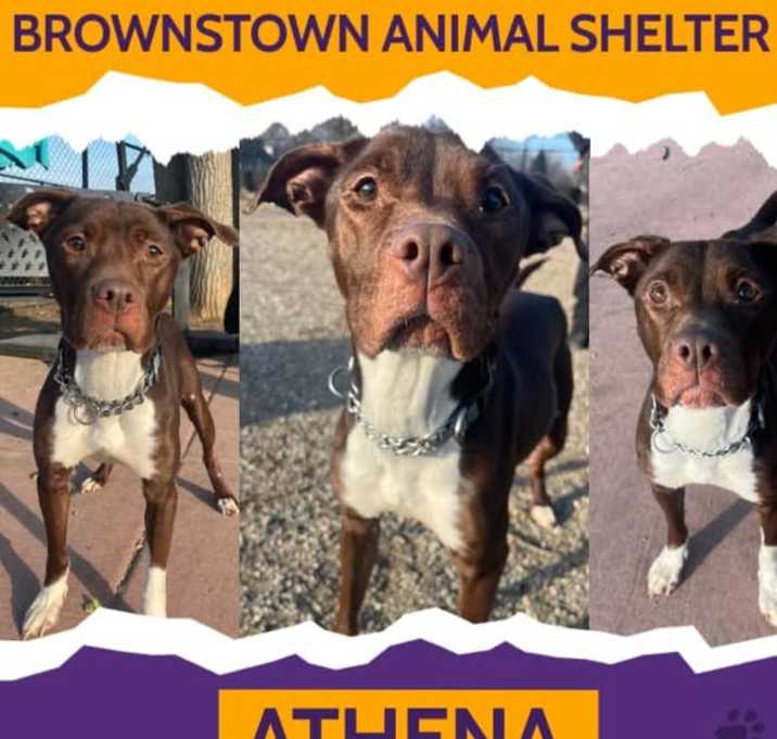 Photo of ATHENA