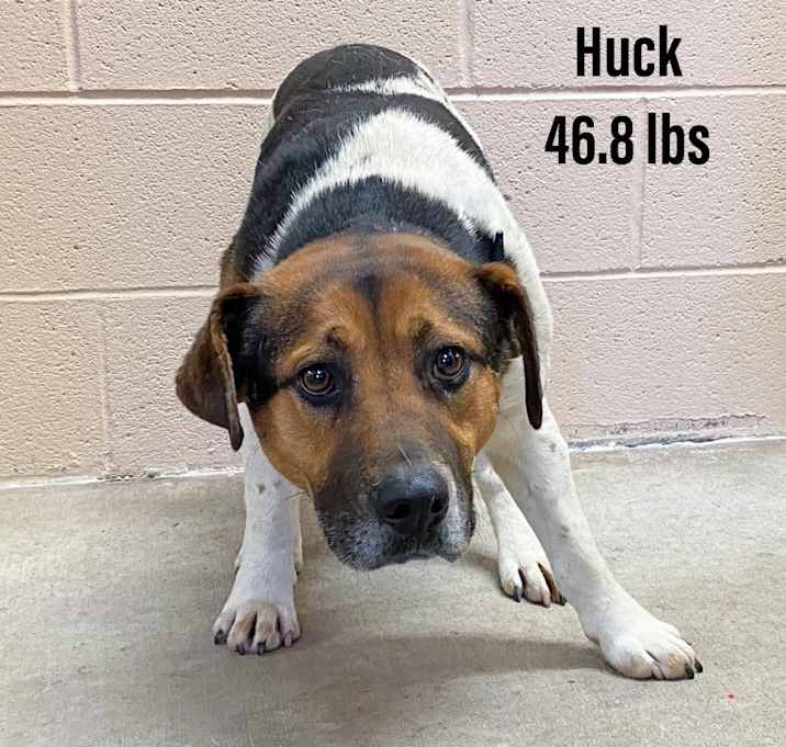 Photo of Huck