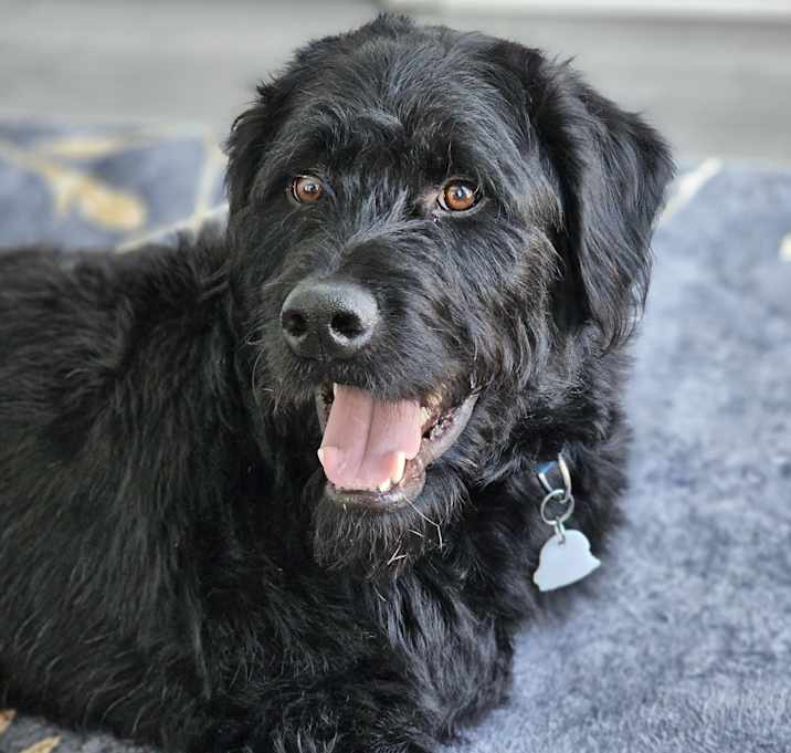 Photo of Zorro