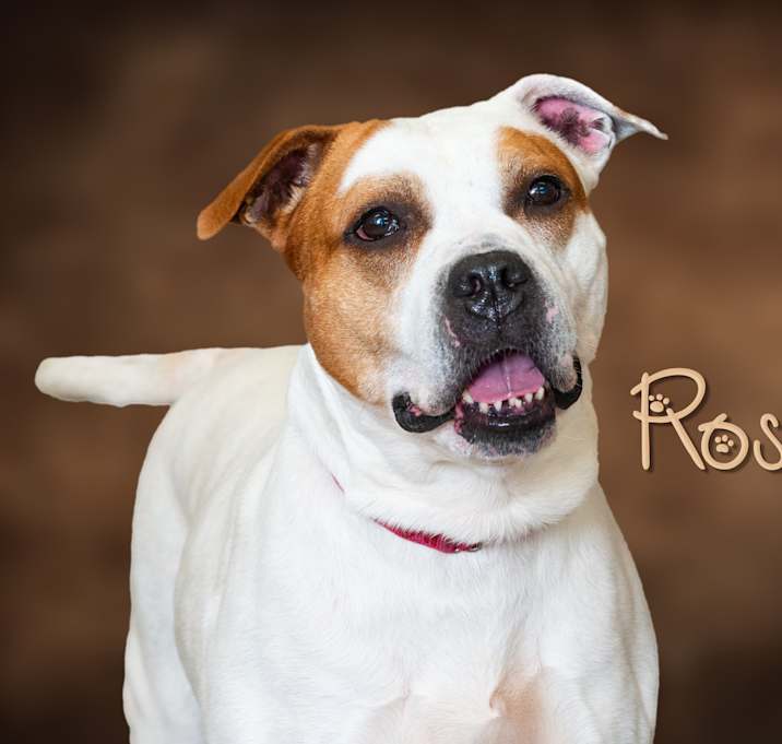 Photo of Rosie
