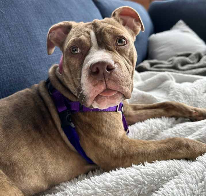 Photo of Amber