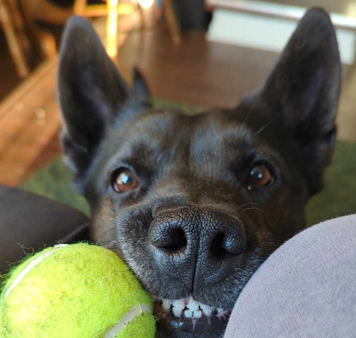Photo of Juniper