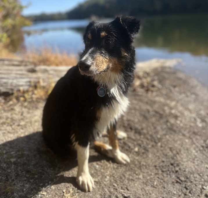 Photo of Beau