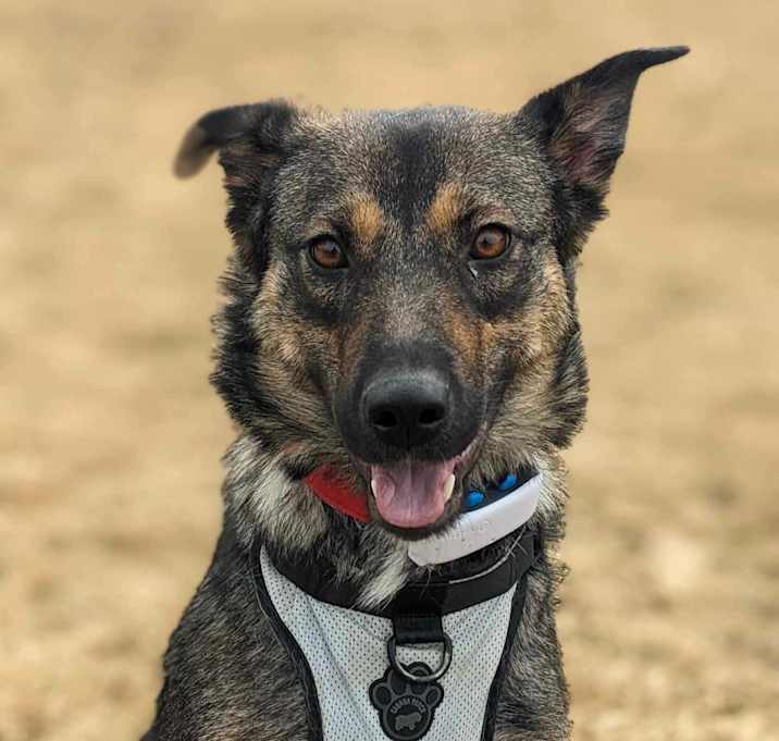 Photo of Wren