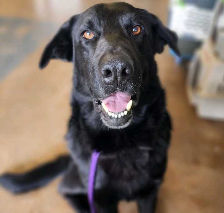 Photo of Sully