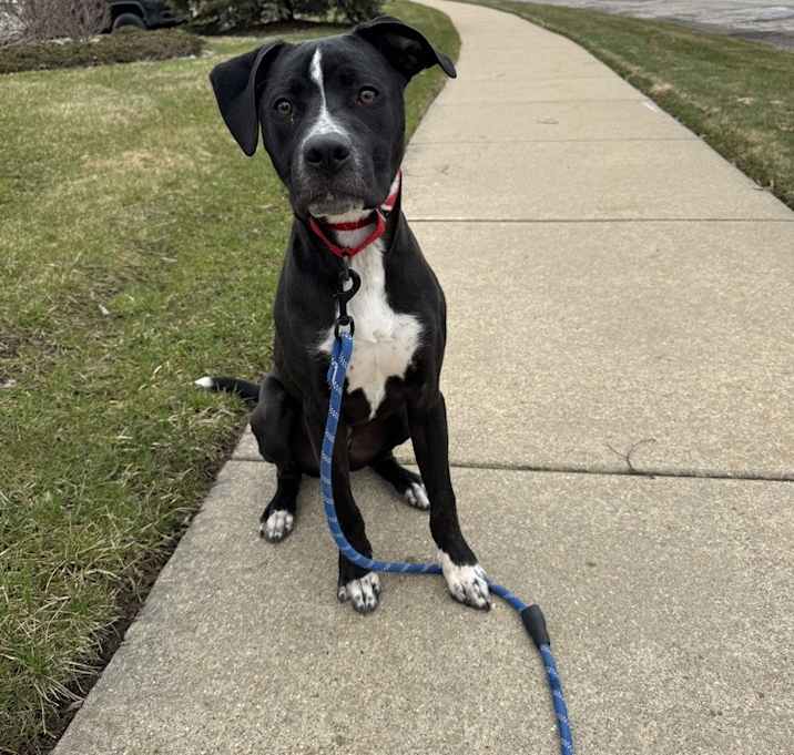 Photo of Rocky (FKA Walter 24-151 D)