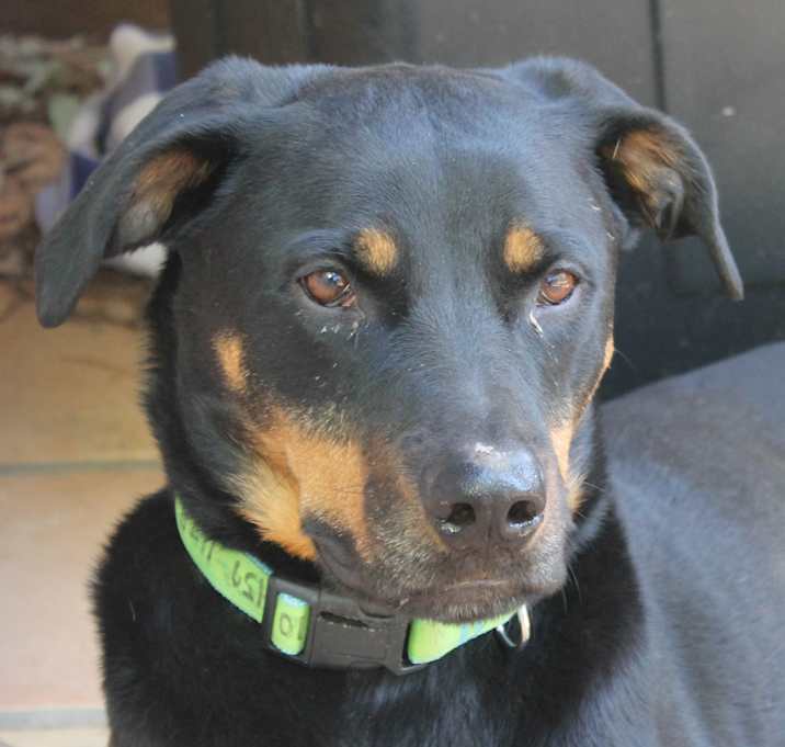 Photo of PHOENIX
