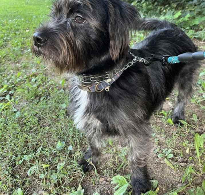 Photo of HARRISON (OWNER PLACEMENT ONLY--EMAIL OWNER)