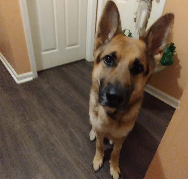 Photo of Shadow