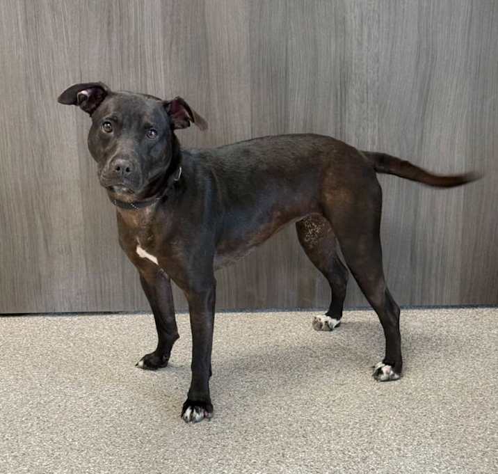 Photo of Chuppy