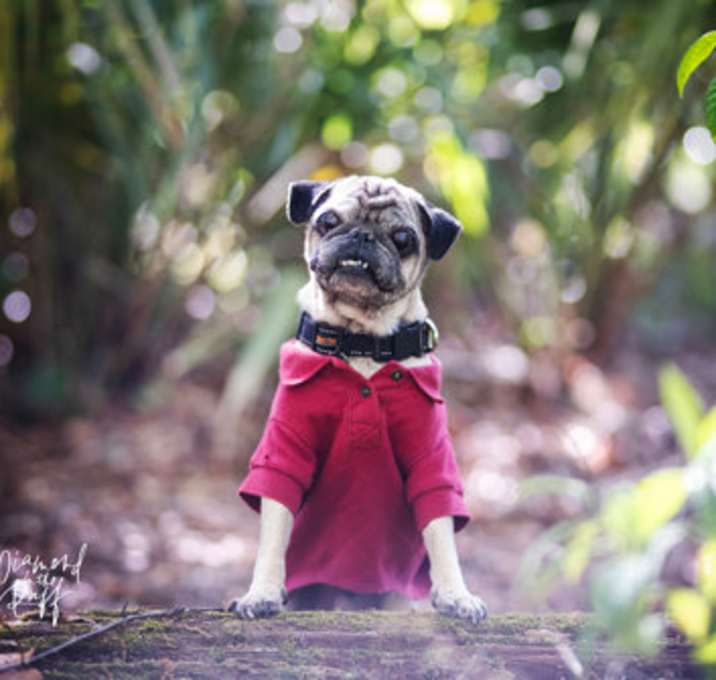 Photo of Gizmo