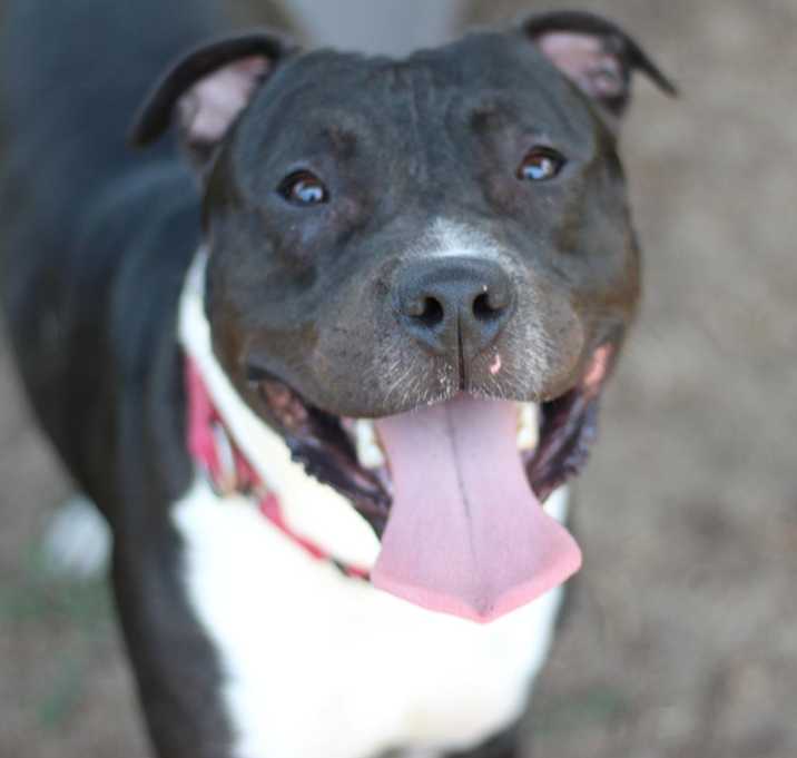 Photo of Wally (In Foster)
