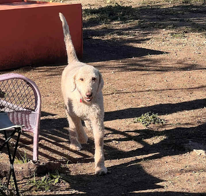 Photo of Ginger