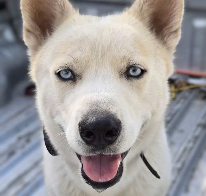 Photo of Koa