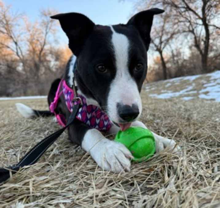 Photo of Bennie