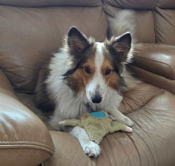 Photo of Baxter Blue