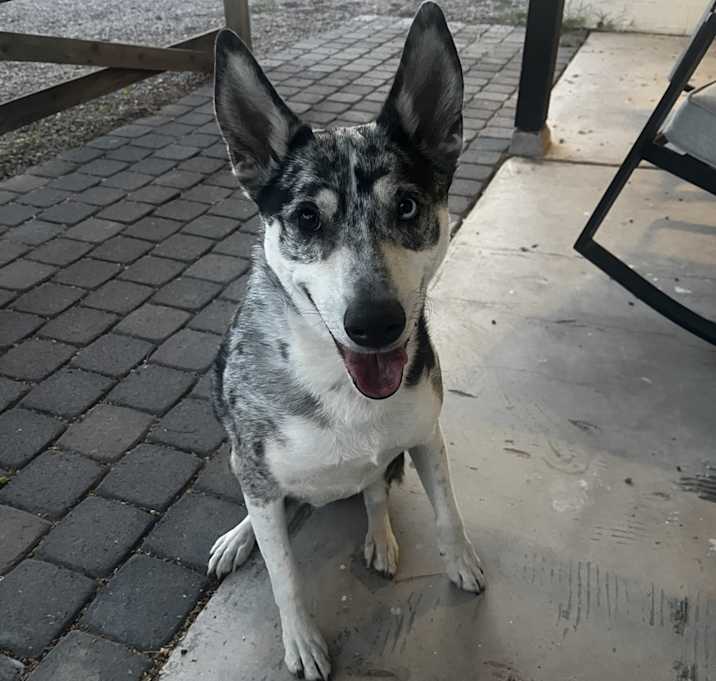 Photo of Jackles
