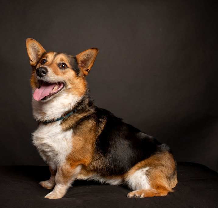 Photo of Huck