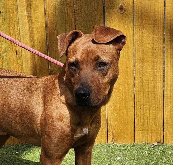 Photo of Scrappy Doo JuM