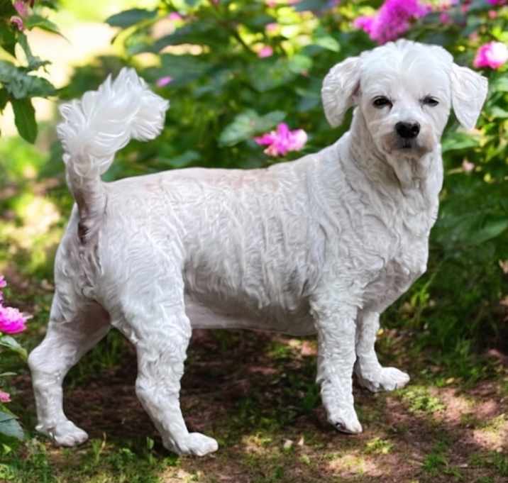 Photo of DAISY