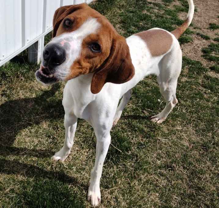 Photo of Milo 43809