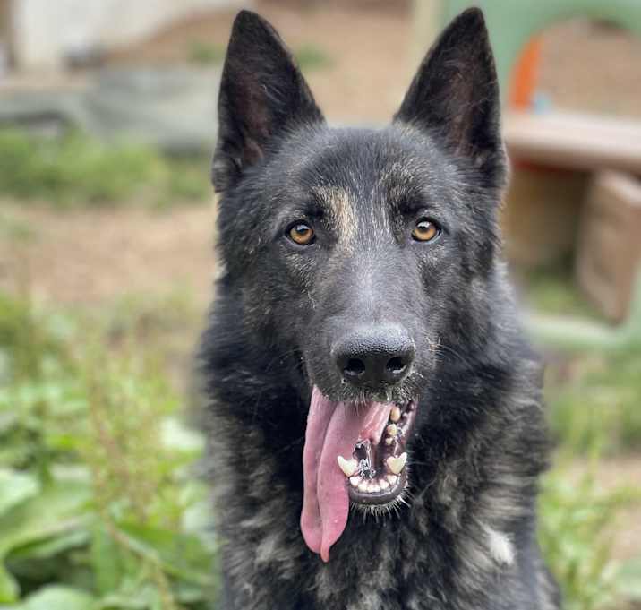 Photo of Juno
