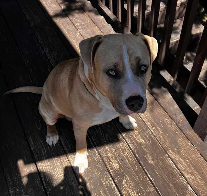 Photo of dozer