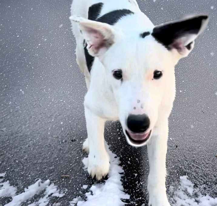 Photo of Lacey