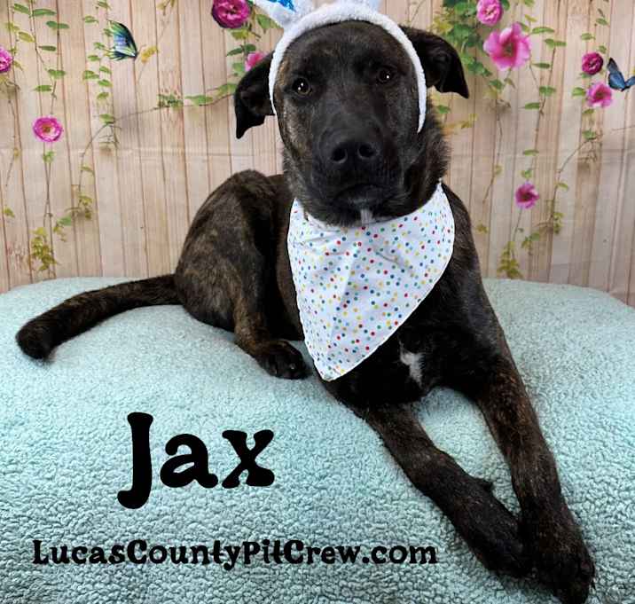 Photo of Jax