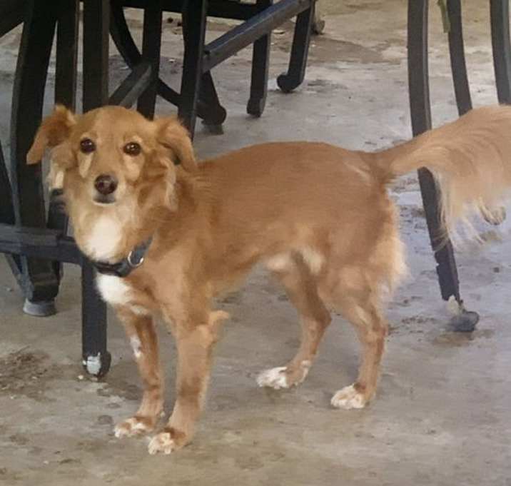 Photo of Rusty