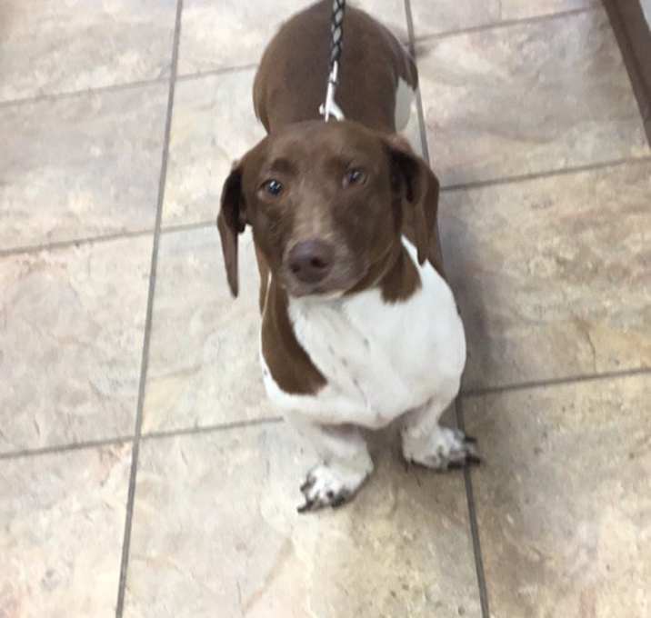 Photo of Huck