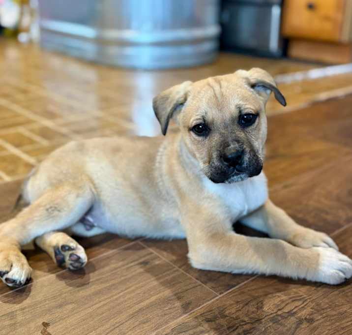 Photo of Dozer