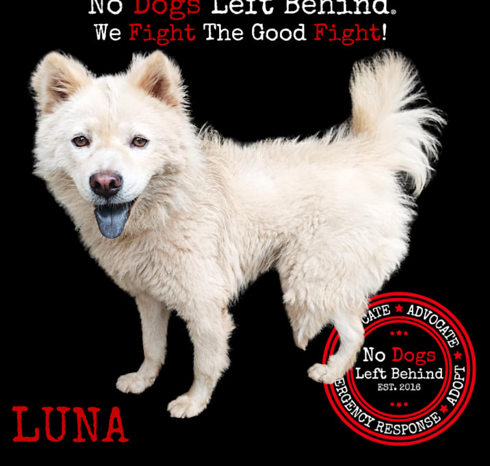 Photo of Luna 7387