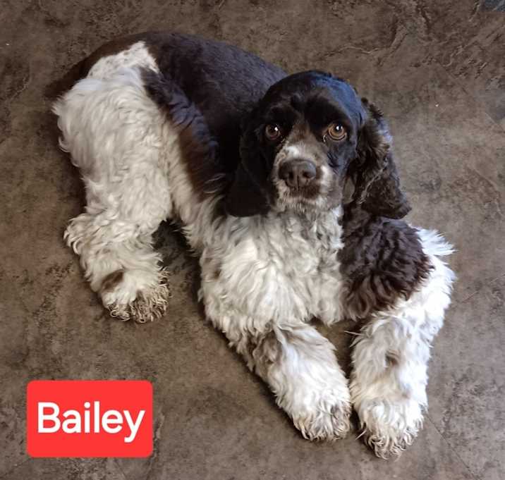 Photo of Bailey