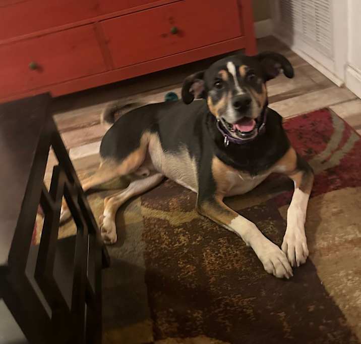 Photo of Bailey