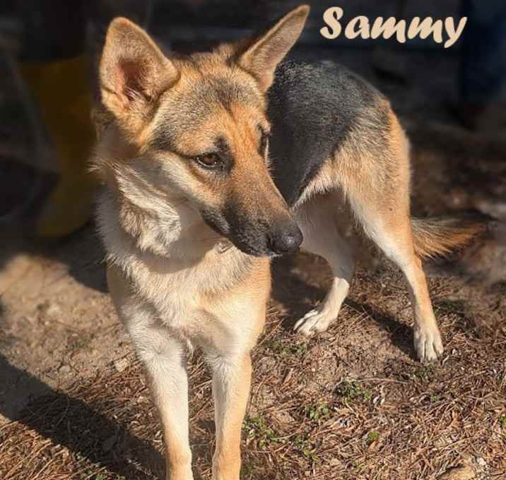 Photo of Sweet Sammy