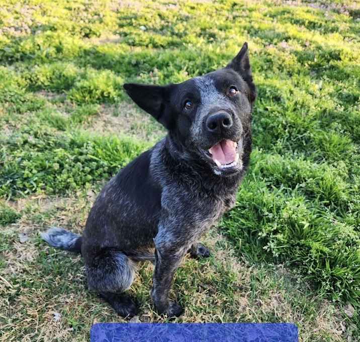 Photo of Frankie
