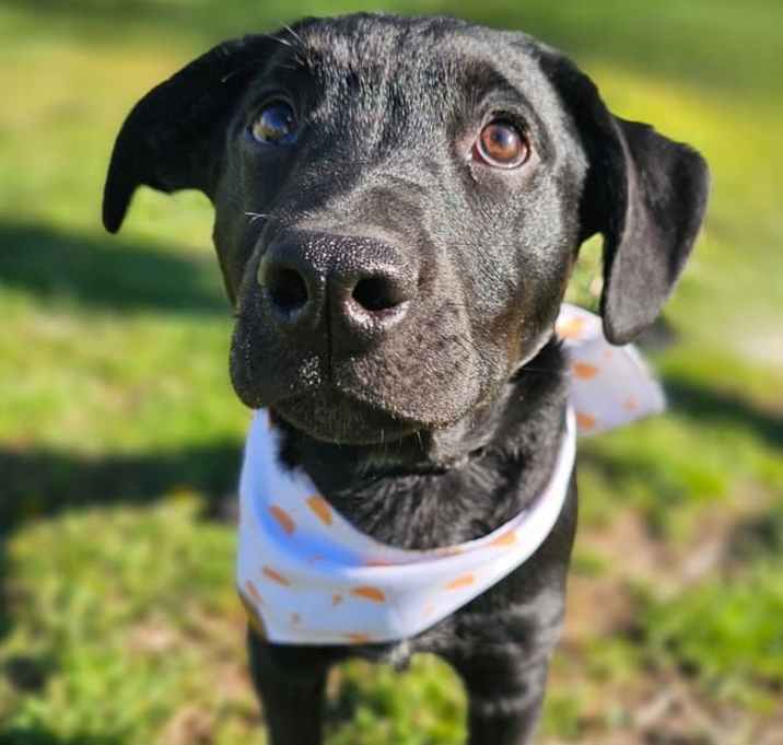 Photo of Bexley - Eden Puppy 2